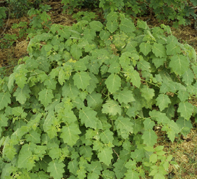 A tropical soda apple shrub surrounded by pineneedles and small seedlings.