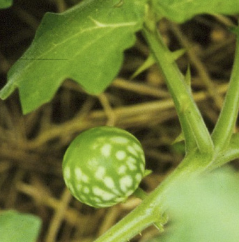 A close-up of the immature fruit and thorns of a tropical soda apple. The fruit is smooth, round, and mottled light green and white. Thorns run along the stems.  