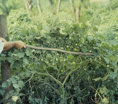 A person using a stick to reveal the underside of a tropical soda apple plant. Both mature yellow fruit and immature light green fruit can be seen.