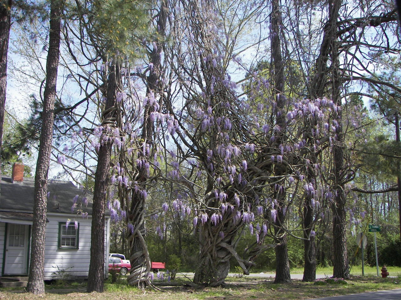 Wisteria with violet clusters of hanging flowers near a house.
