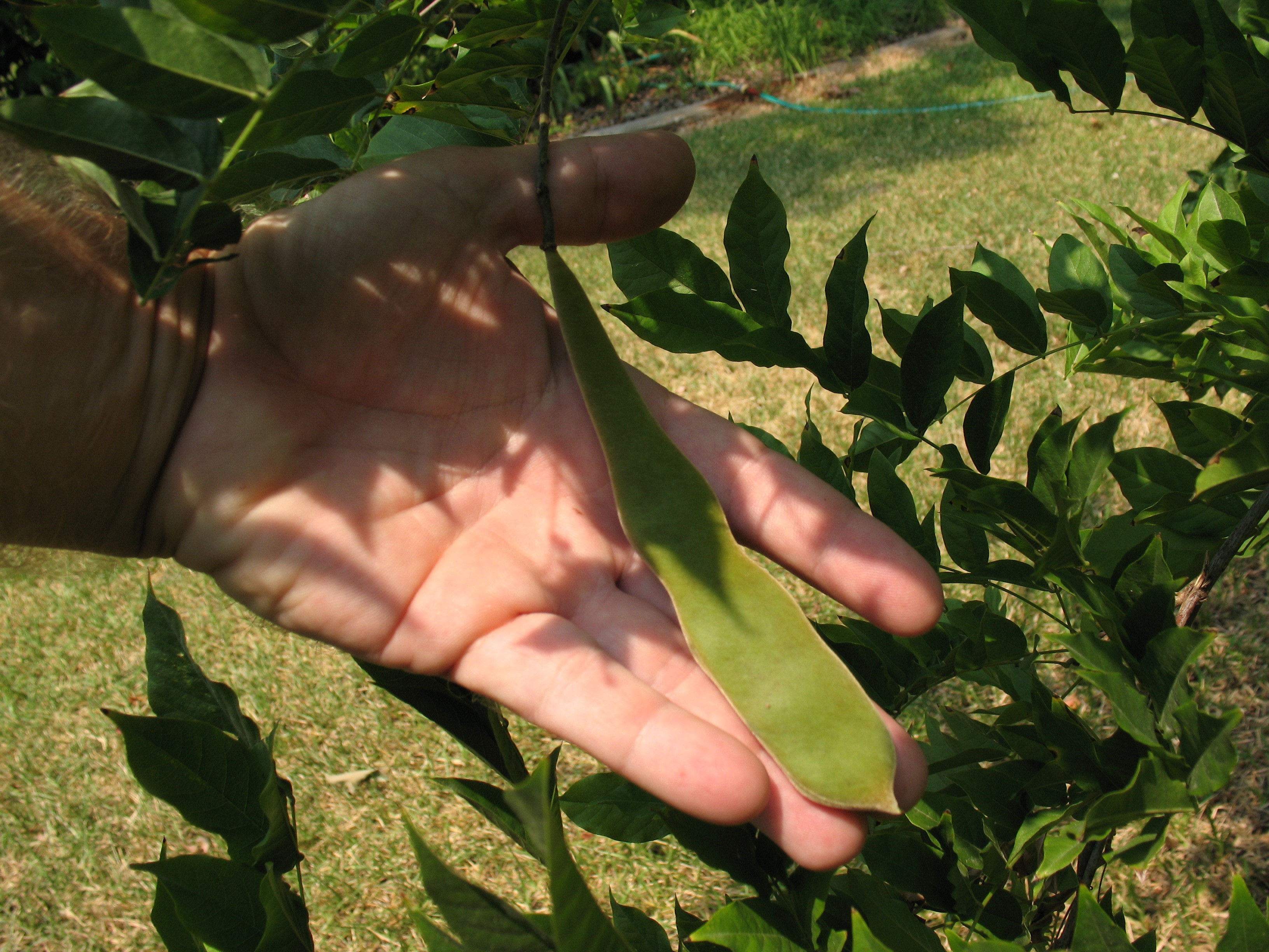 Hand holding green leaf-like wisteria fruit about the length of the hand.