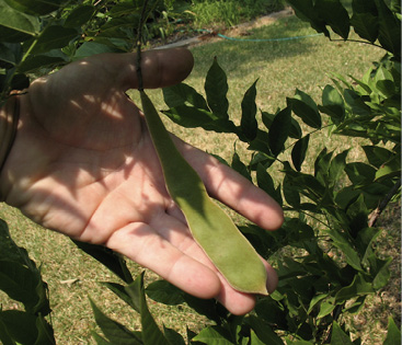 Hand holding green leaf-like wisteria fruit about the length of the hand.