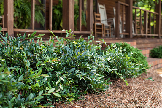 Distylium 'Vintage Jade' as a border in front of a wooden porch. The distylium has dark green oblong leaves. 