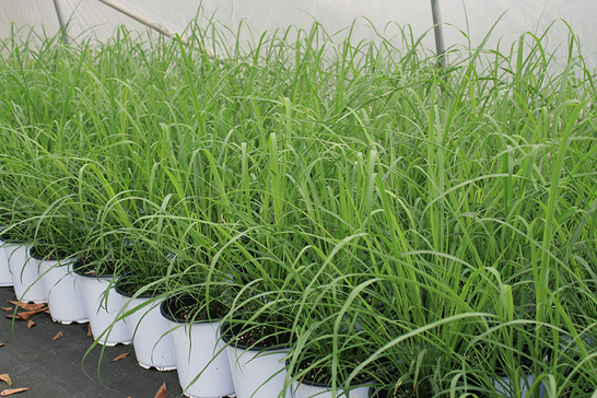Bright, vibrant green lemongrass in pots. The lemongrass has tall strands that  curve downward at the tips.