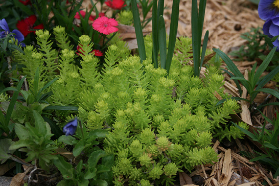 Bright green lemon sedum with needle-like leaves between other plants with violet, red, and pink flowers. 