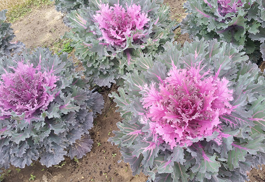 Four fancy leaf kales with ruffled layered leaves. The outside layers are a lark purple and grayish-green, while the insides are fuschia. 