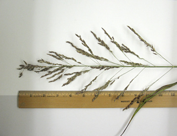 A stem of johnsongrass next to a ruler. It is about 12 inches tall.