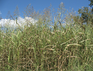 A tall, dense stand of grass with feathery blooms at the top.