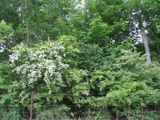 Tall, dense shrub with white flowers and trees in the background.