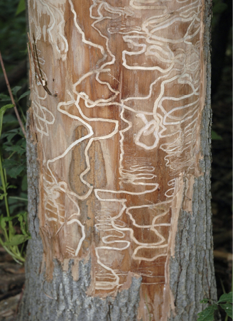 A tree trunk with its outer bark removed, revealing numerous winding tunnels in the inner bark.