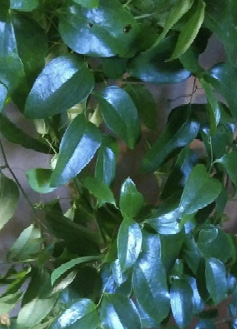 Smilax - Jackson Vine - Wholesale Bulk Flowers - Cascade Floral