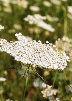 Queen Anne's Lace - Wholesale Bulk Flowers - Cascade Floral