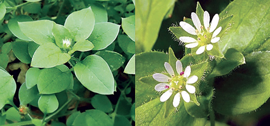 Close-up of common chickweed plant showing the green leaves on the left and white star-shaped flowers on the right.