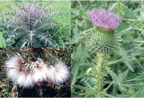 Three images one each showing the waxy green leaves, purple flowering, and white bristle plumes.