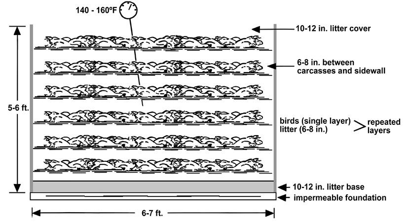 Figure 3. Side view of layers in a compost bin. The bin is 6–7 feet wide and 5–6 feet high. A concrete slab is at the lowermost level. On top of that is a 10- to 12-inch layer of litter. Then, a single layer of birds is alternated with 6–8 inches of litter. Finally, there is a 10- to 12-inch cap of litter at the top covering the material. Note that there are 6–8 inches of space between the bird carcasses and the sidewall on all four sides. The temperature in the middle of the bin should be between 140 and 160 degrees Fahrenheit.