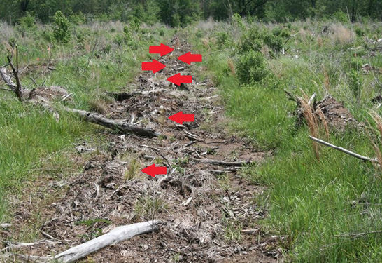 Arrows point to small green pine seedlings planted in a banded herbaceous weed control strip. 