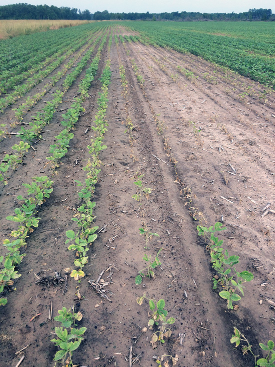 Rows of poorly developing soybeans with yellowing leaves and dying or dead plants.
