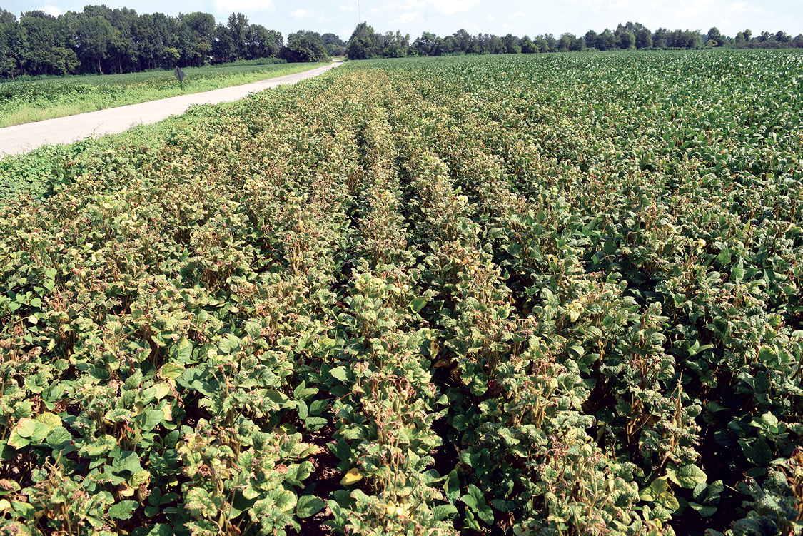 Rows of soybeans with yellowing leaves.