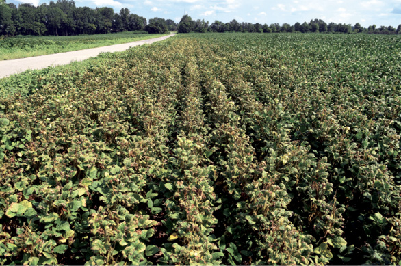 Rows of soybeans with yellowing leaves.