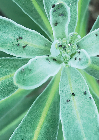 Close-up of a green plant with tiny, black insects on the leaves.