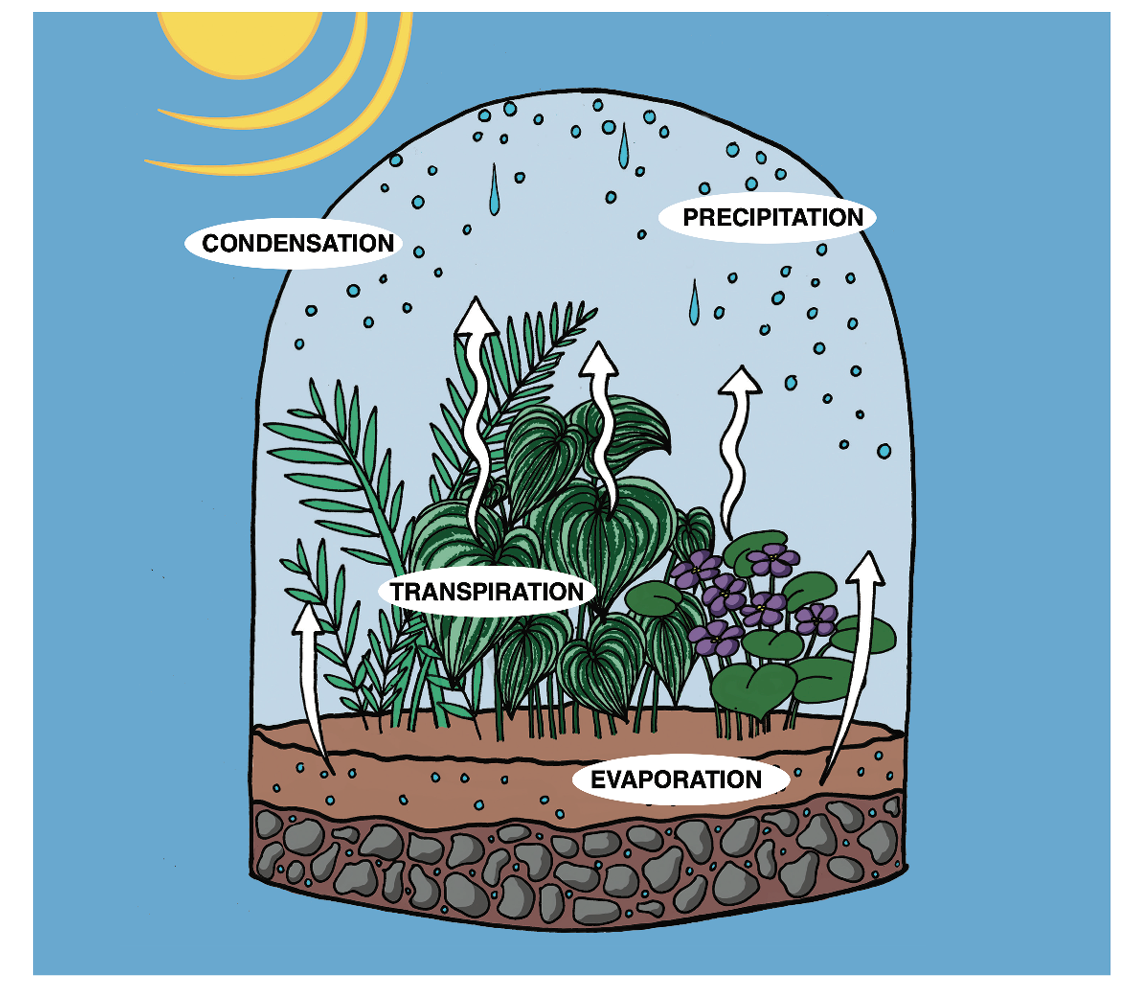Terrariums give a window into the water cycle. Water evaporates from the soil up to the top of the terrarium, where it condensates and then falls as precipitation. While some water evaporates from the soil, the rest is taken up by plant roots and exits the plant through transpiration.