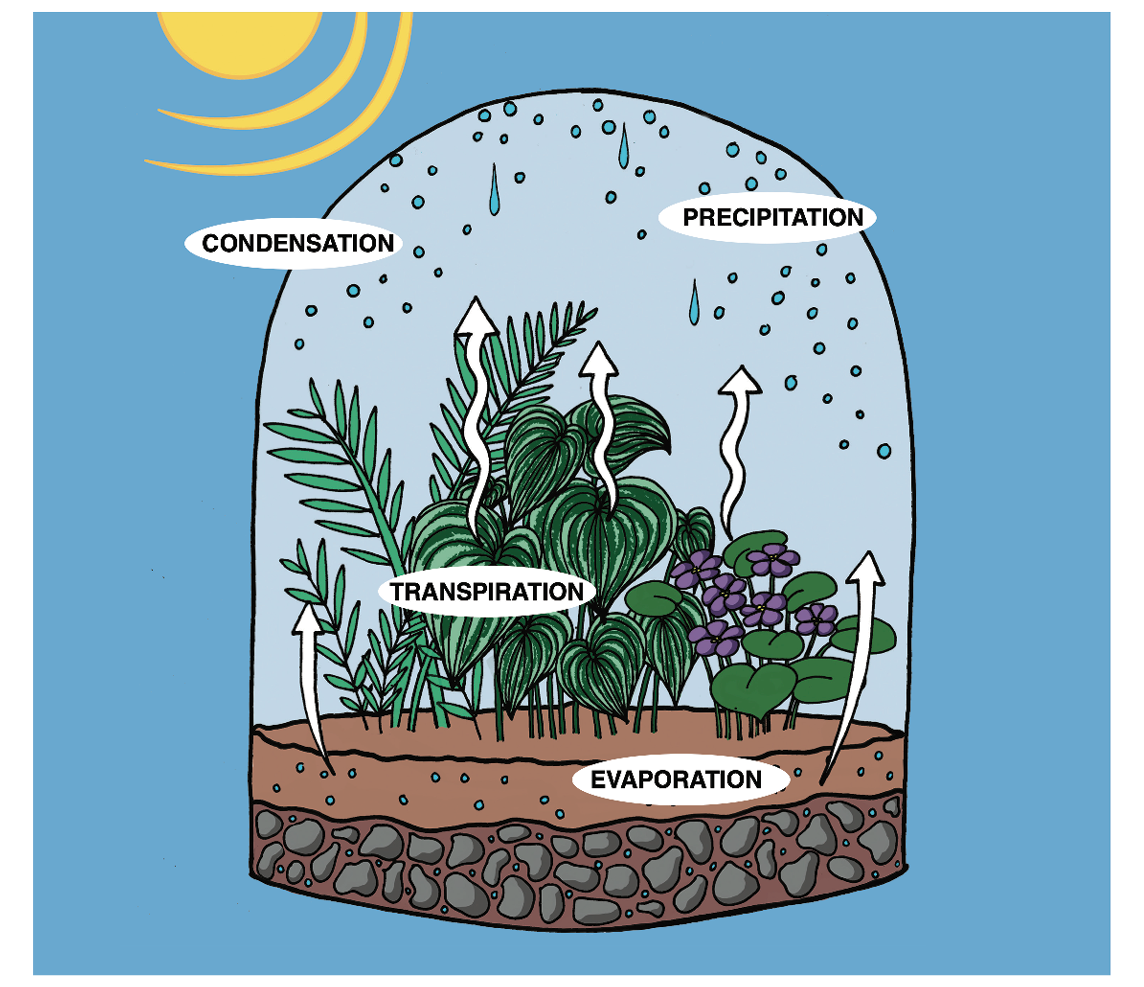 How to Design a Closed-System Terrarium  Mississippi State University  Extension Service