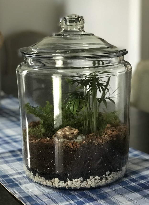 A finished terrarium.