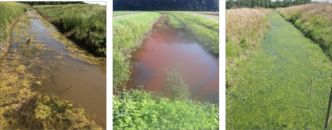 A series of three photos shows: Two different ditches with brown water and algae growing on the edges; grass and other plants grow on the sides of the ditches. A ditch covered with green algae.