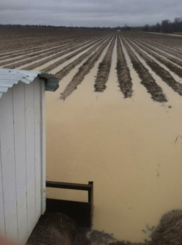 One of the ditches from Figure 1 after a rain event is now completely flooded and overflowing into the adjacent crop rows.