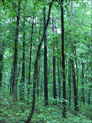 A landscape featuring the thin trunks of a pine-white oak mixed stand in a forest. 