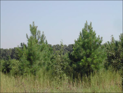 A diverse landscape oak, pine and other grasses is shown.