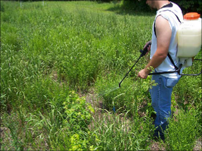 A direct spray application is used to treat johnsongrass.