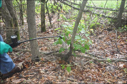 A person demonstrates the proper way to administer a basal bark treatment.