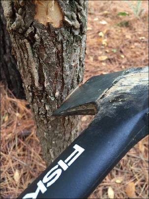 A small tree branch is treated with imazapyr through small axe cuts.