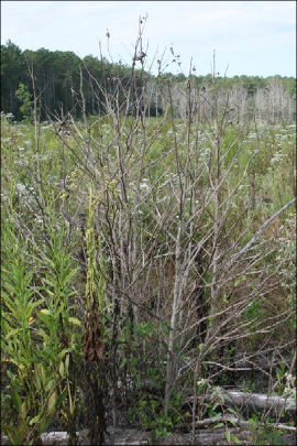 Thin branches of sweetgum stems are controlled using direct spray of herbicide.