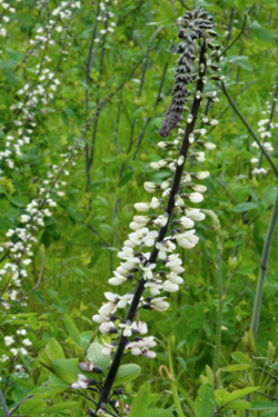 Inflorescence.