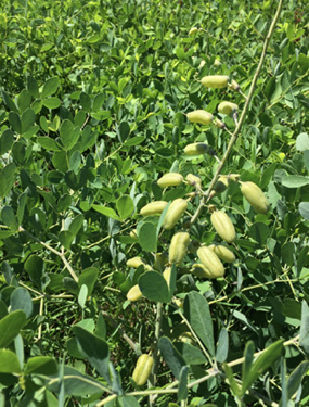  Fruit pods.