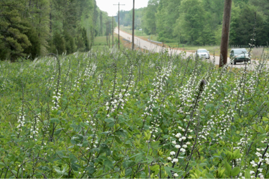 White wild indigo plants along a roadside.
