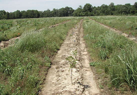 Rows of bare ground with seedlings.