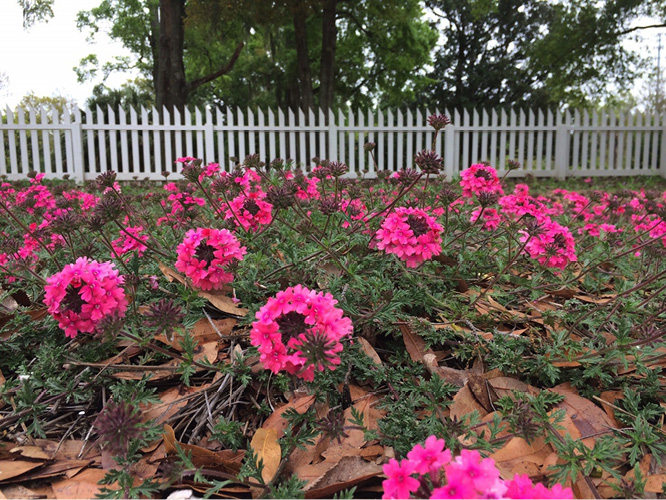 Ground cover with large, hot-pink flowers in a landscape. 