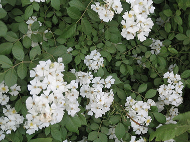 Close-up of white flower clusters and green foliage.