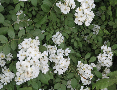 Close-up of white flower clusters and green foliage.