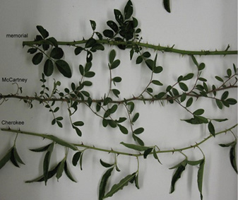 Three stems of roses commonly misidentified as multiflora rose. Memorial rose has multiple round leaflets shaped like those of multiflora, but it is a running rose that crawls along the ground or climbs adjacent objects and typically has pink flowers. McCartney rose also has multiple leaflets, like both multiflora and memorial, but they are usually much smaller. Leaflets on Cherokee rose are distinctly different than those on memorial, McCartney, or multiflora roses, as the leaflets are typically two to three times longer than wide. Vines of all have thorns.