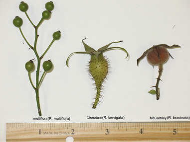 Comparison of the fruit, also known as hips, of multiflora, Cherokee, and McCartney roses. Multiflora rose produces clusters of smooth, ¼-inch-diameter fruits from the cluster of flowers. Fruits turn red when mature. Cherokee rose has singular, oval-shaped, yellowish fruits, which are larger than multiflora fruits and covered with dark prickles. McCartney rose has single, spherical, reddish fruits, which feel fuzzy because they are covered with short, soft hairs.