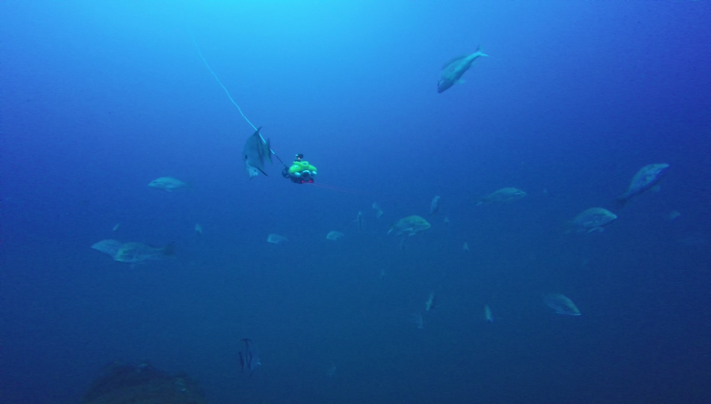 red snapper swimming