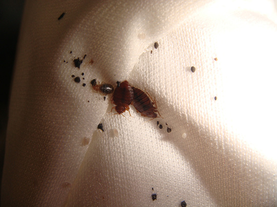 A bed bug on a white cloth. 