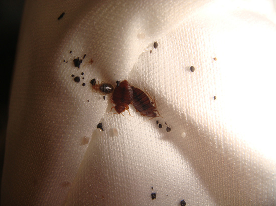 A bed bug on a white cloth.