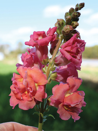 A double-flowered snapdragon stem in varying shades of pink.