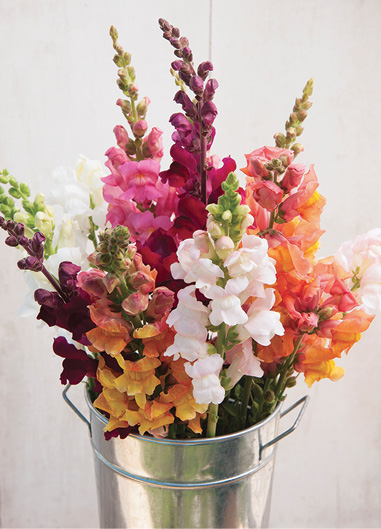 Multi-colored snapdragons in a tin container.