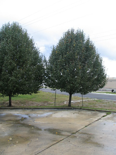 Two full-sized callery pear trees line a parking lot next to a road.